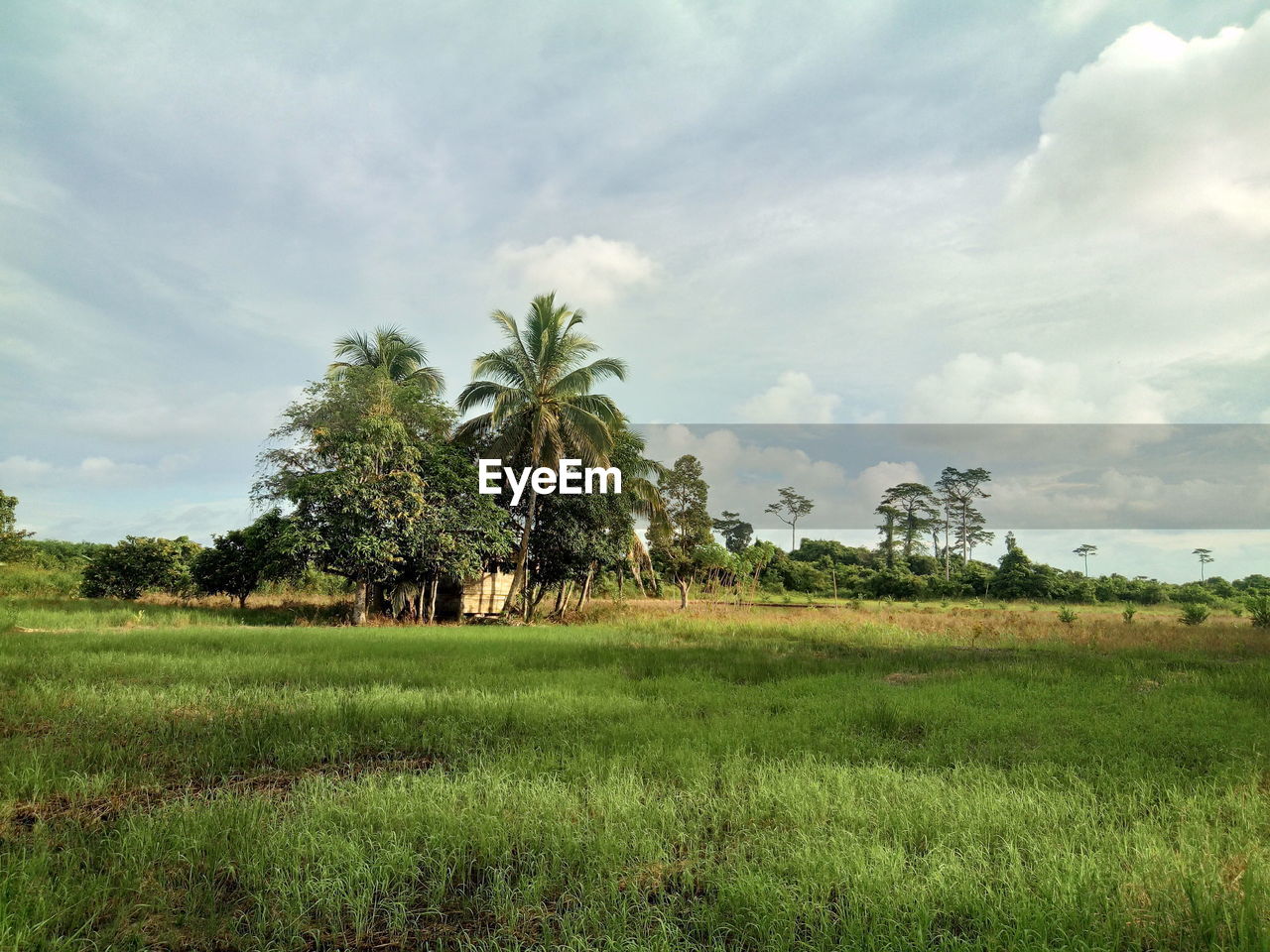 Palm trees on field against sky