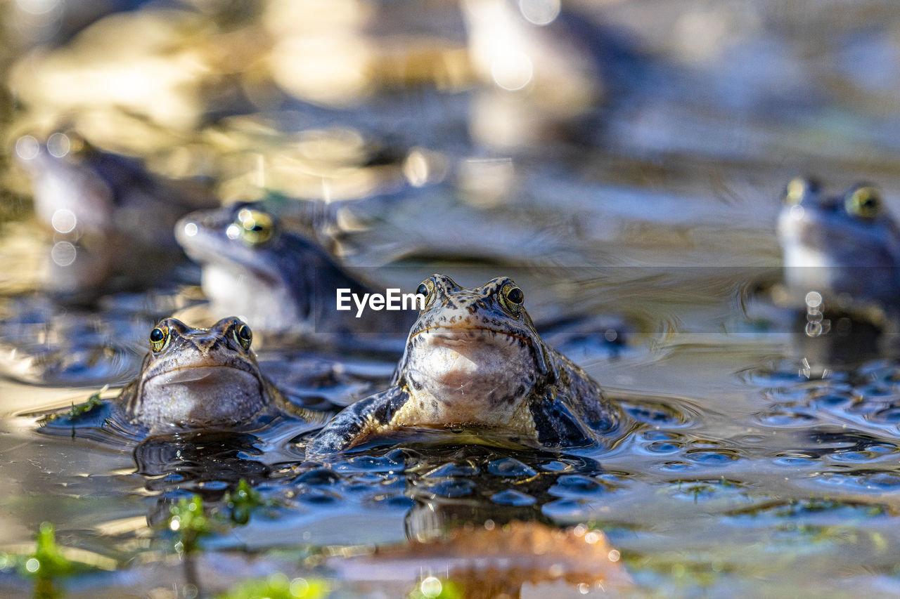 CLOSE-UP OF DUCKS IN LAKE