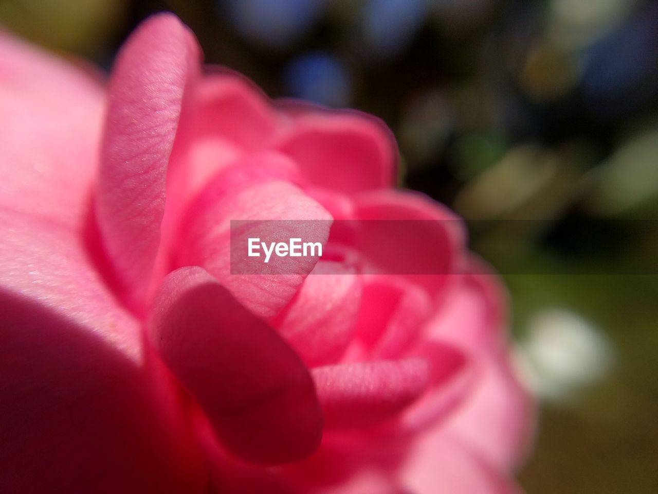 Close-up of pink flower