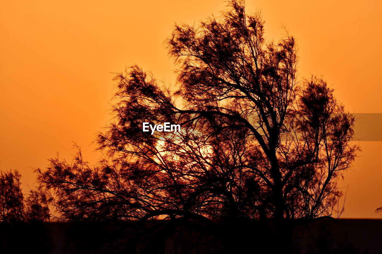 SILHOUETTE TREE AGAINST ORANGE SKY