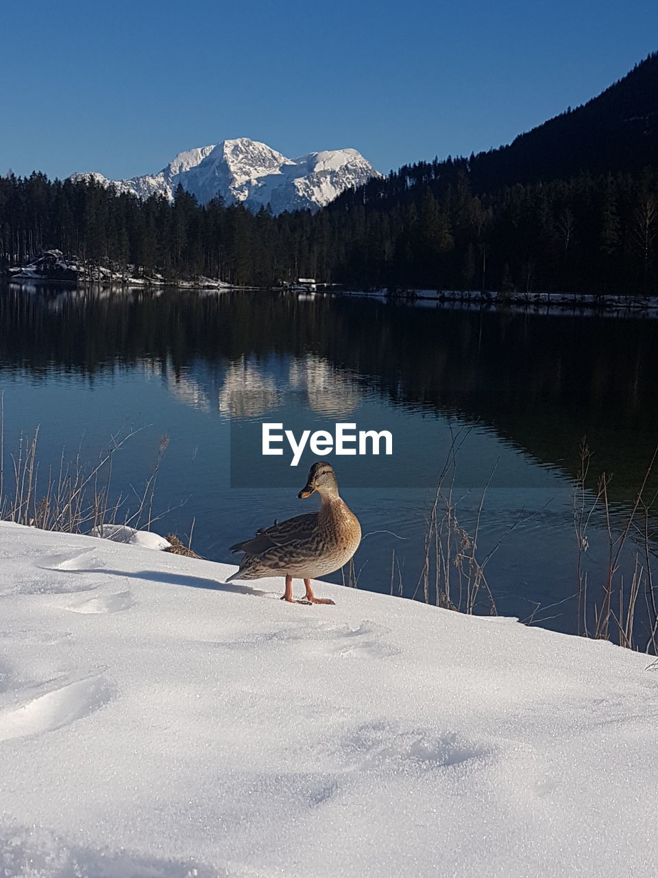 DUCKS ON SNOW IN LAKE