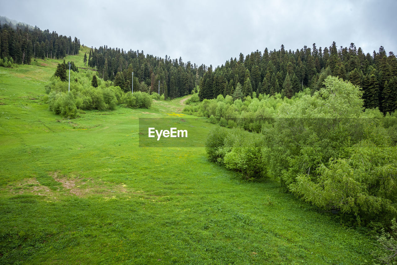 SCENIC VIEW OF PINE TREES IN FOREST