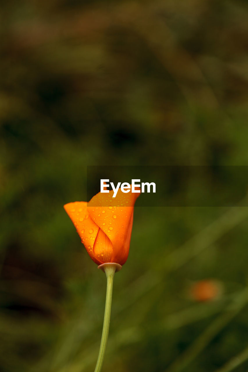 CLOSE-UP OF ORANGE FLOWER IN WATER