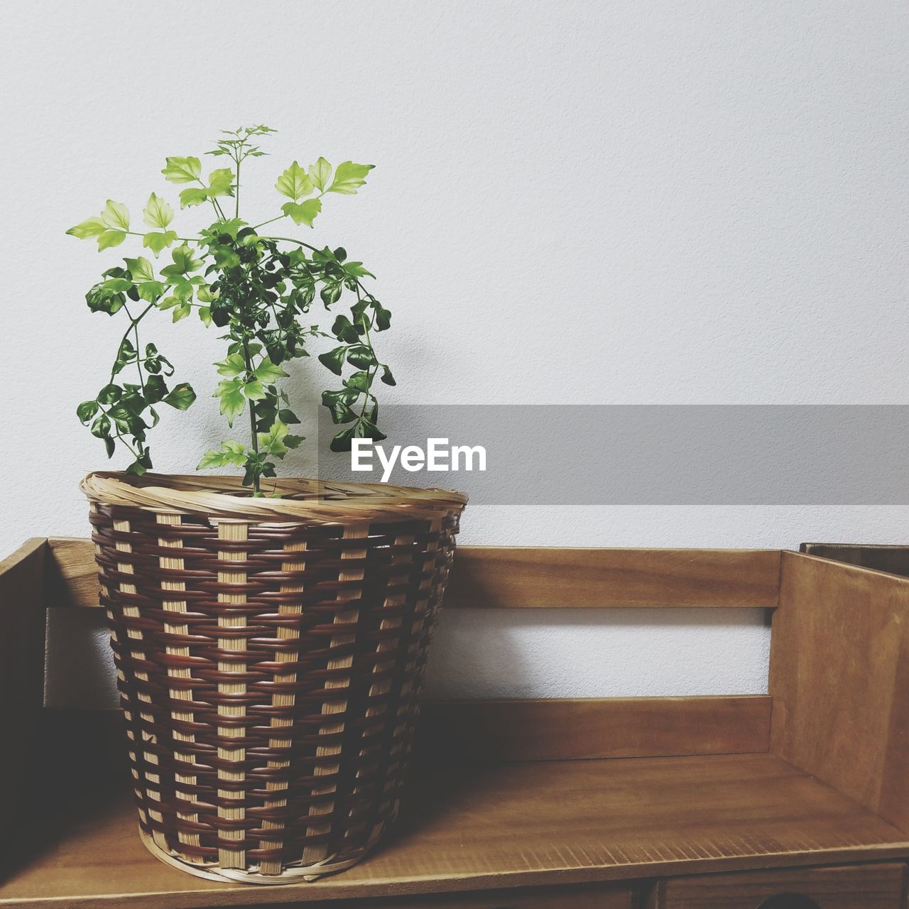 Close-up of potted plant on table against wall at home