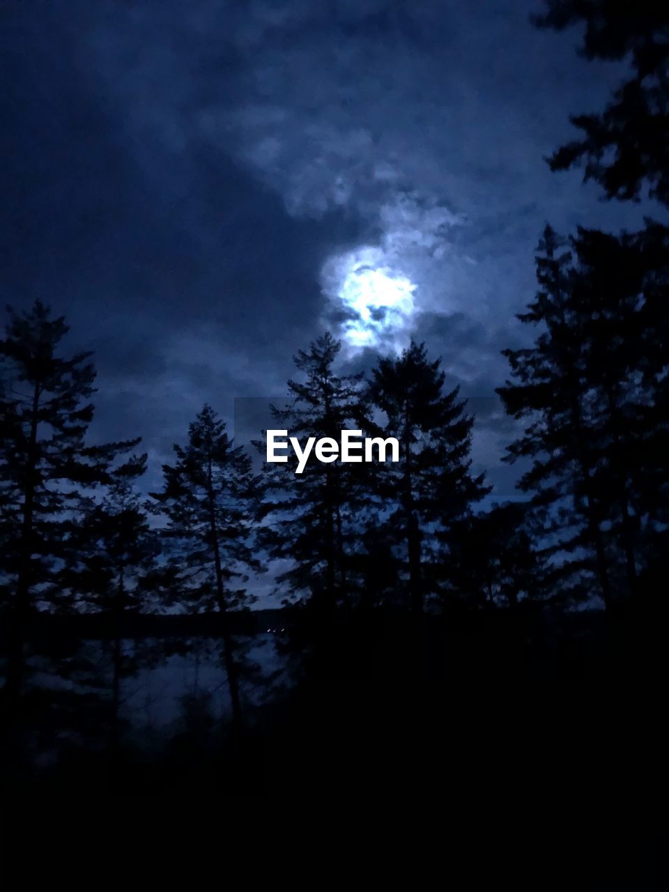 LOW ANGLE VIEW OF SILHOUETTE TREES IN FOREST AGAINST SKY