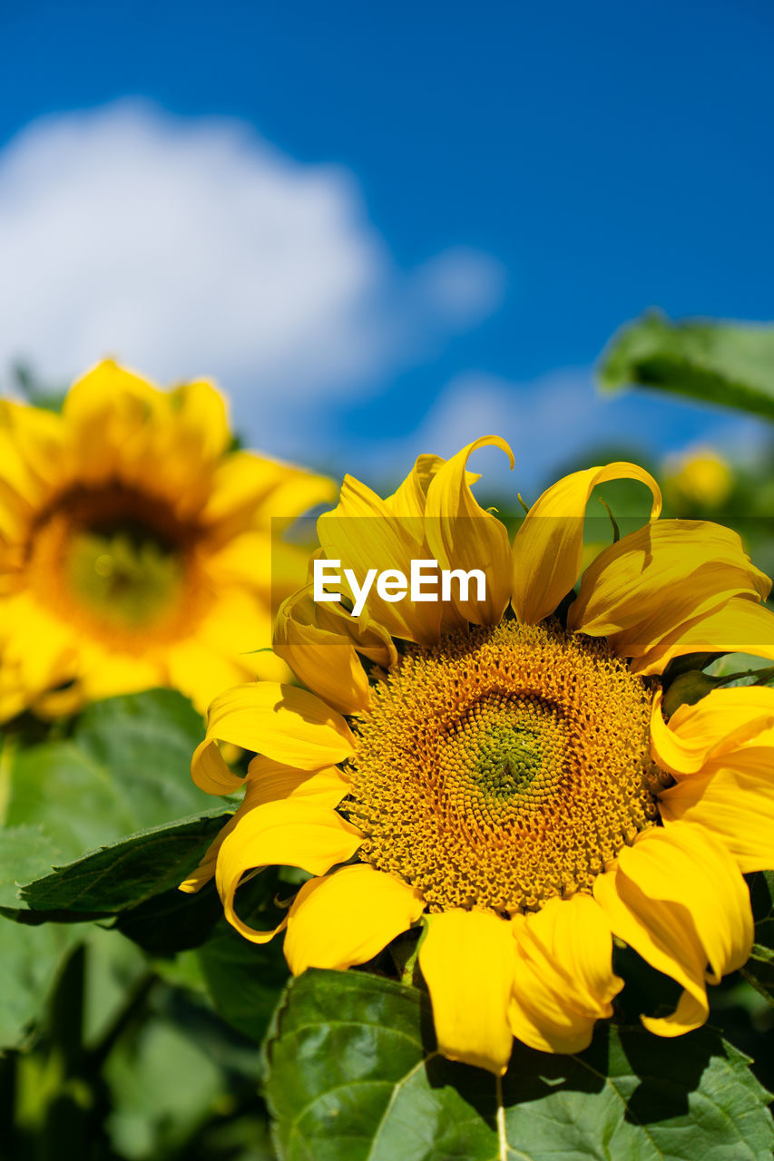 CLOSE-UP OF YELLOW FLOWERING PLANT