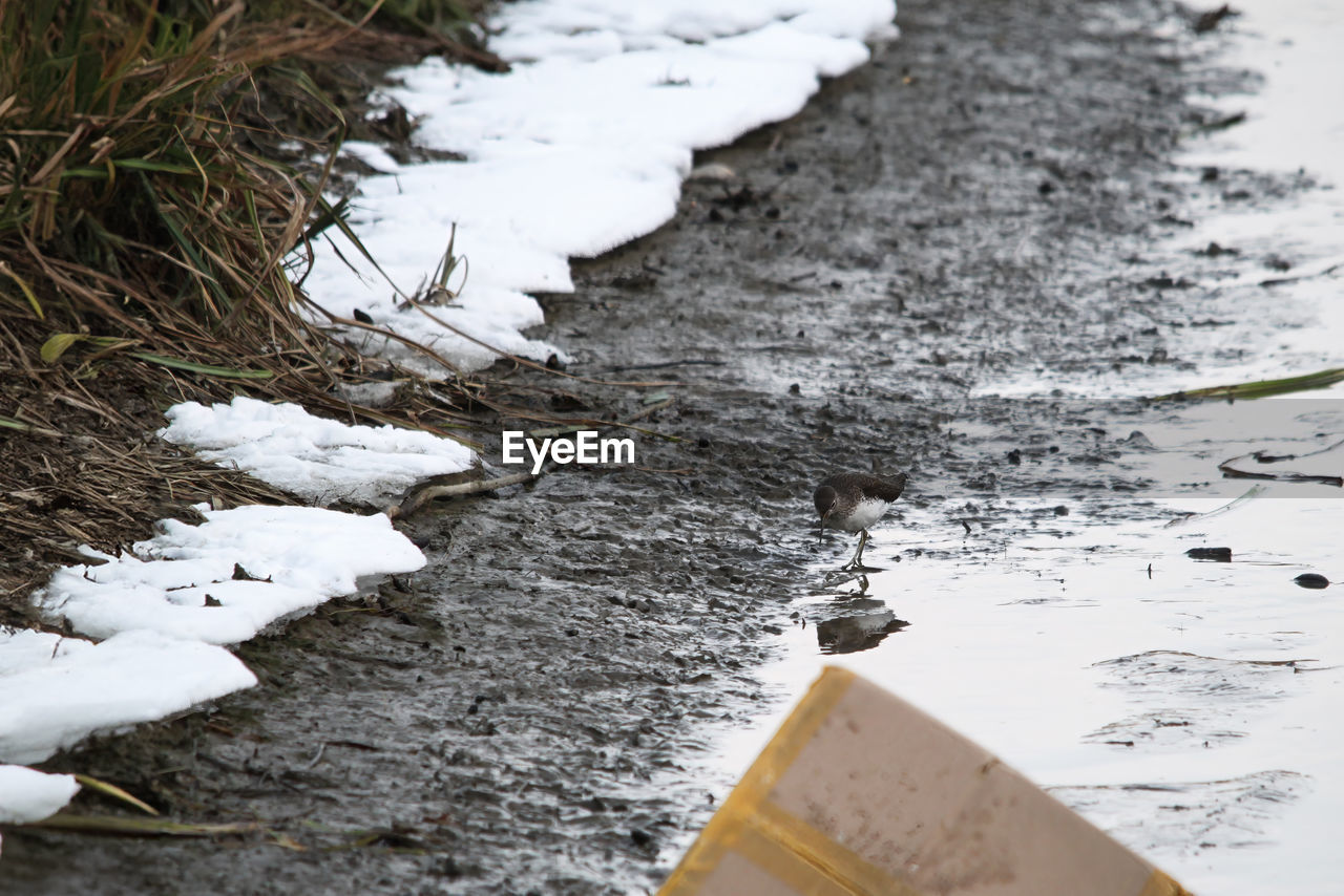 winter, snow, water, nature, no people, cold temperature, soil, day, environment, outdoors, high angle view, freezing, frozen, ice, leaf, white