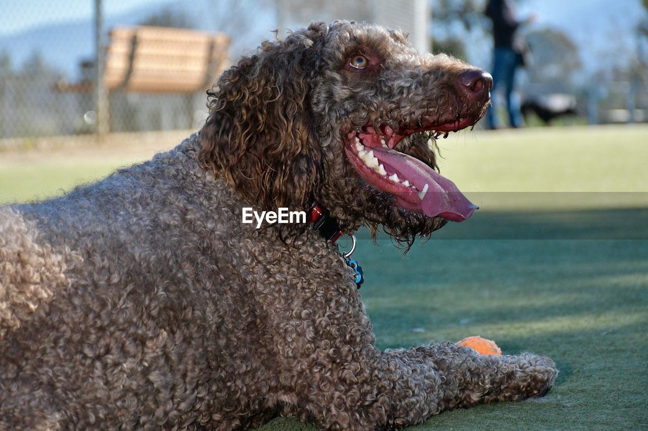 SIDE VIEW OF DOG LOOKING AWAY OUTDOORS