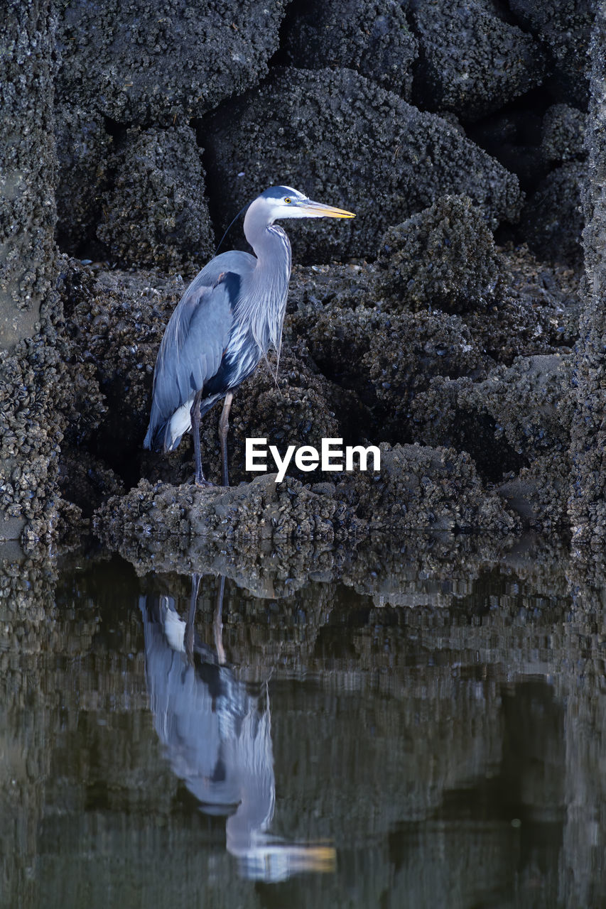 HIGH ANGLE VIEW OF HERON PERCHING ON ROCK