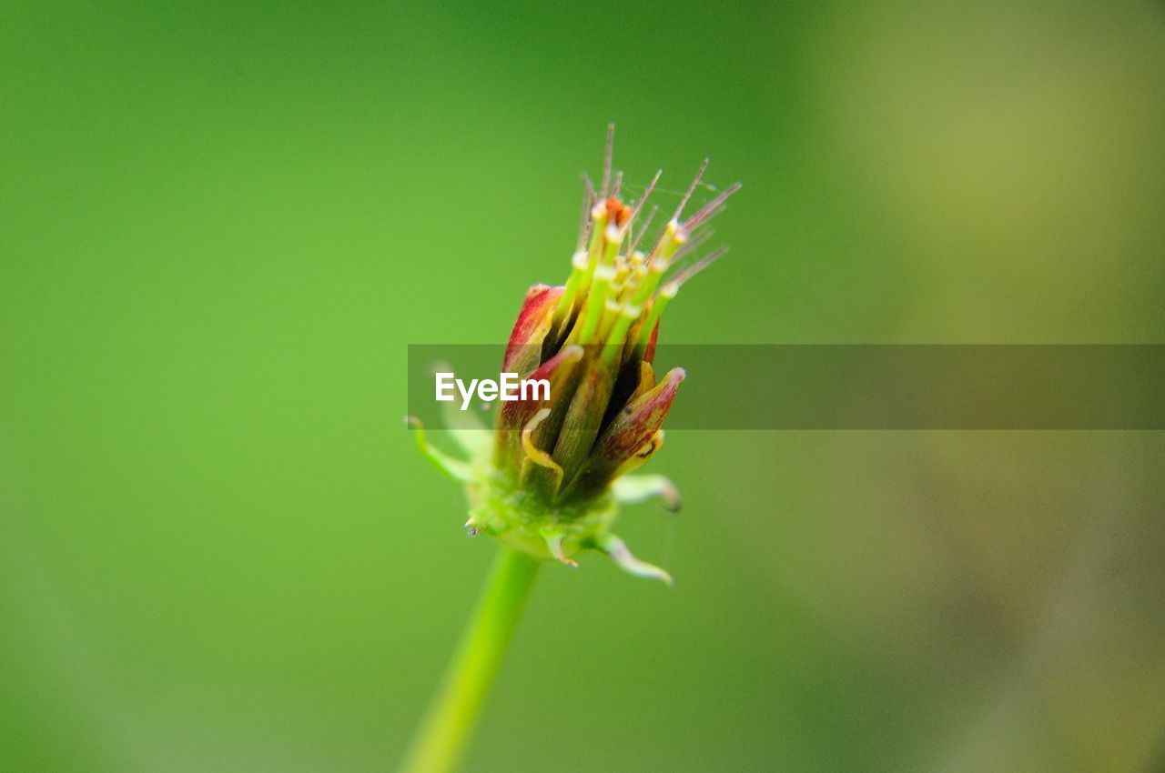 Close-up of red flower bud