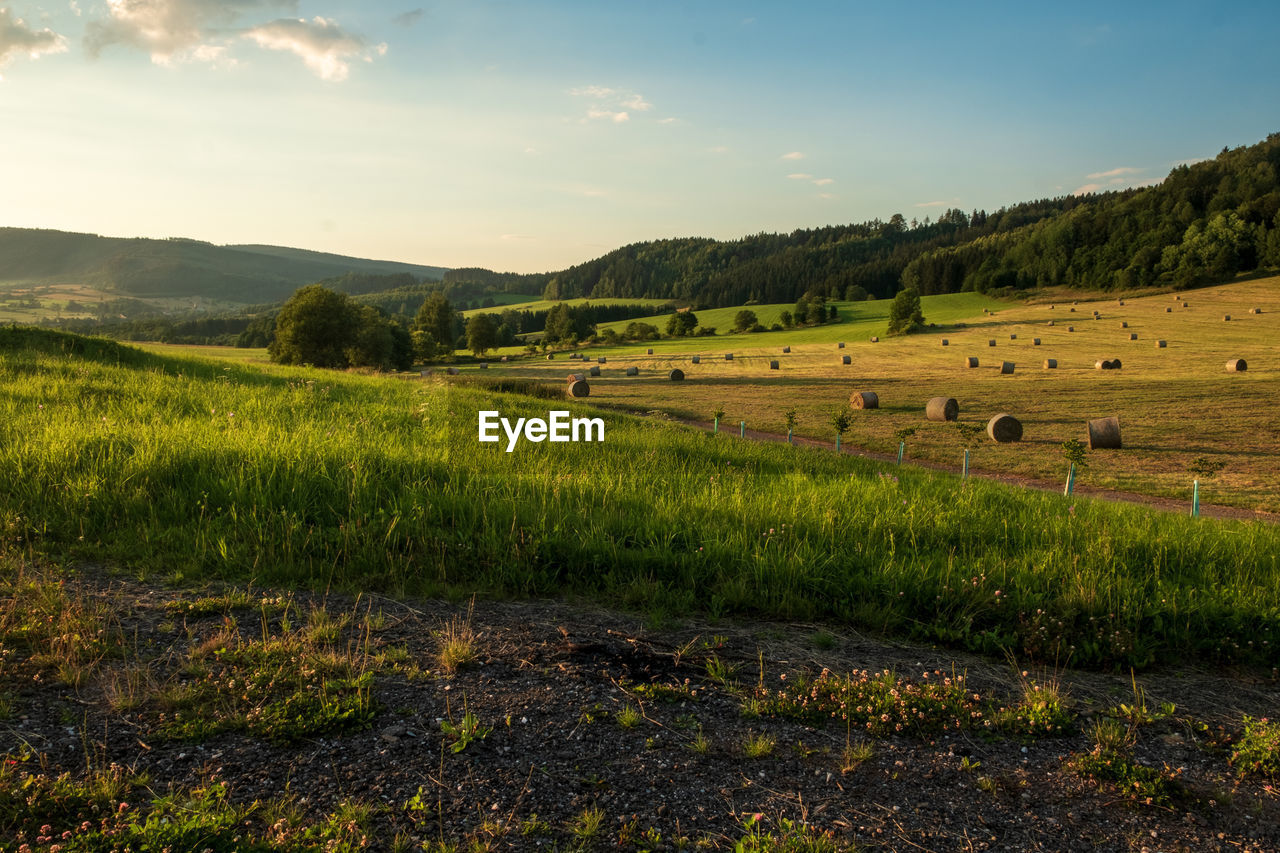 Scenic view of field against sky