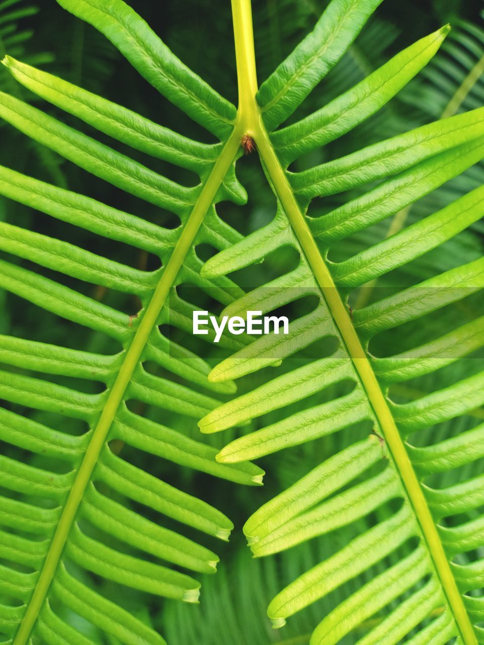 Close-up of green leaves on plant