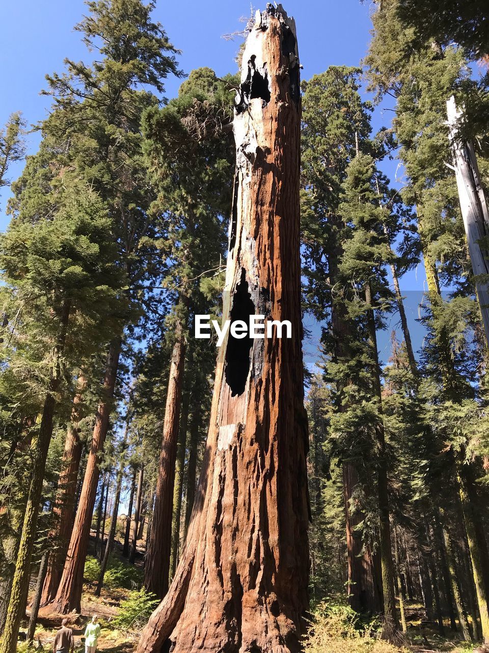 Low angle view of trees in forest