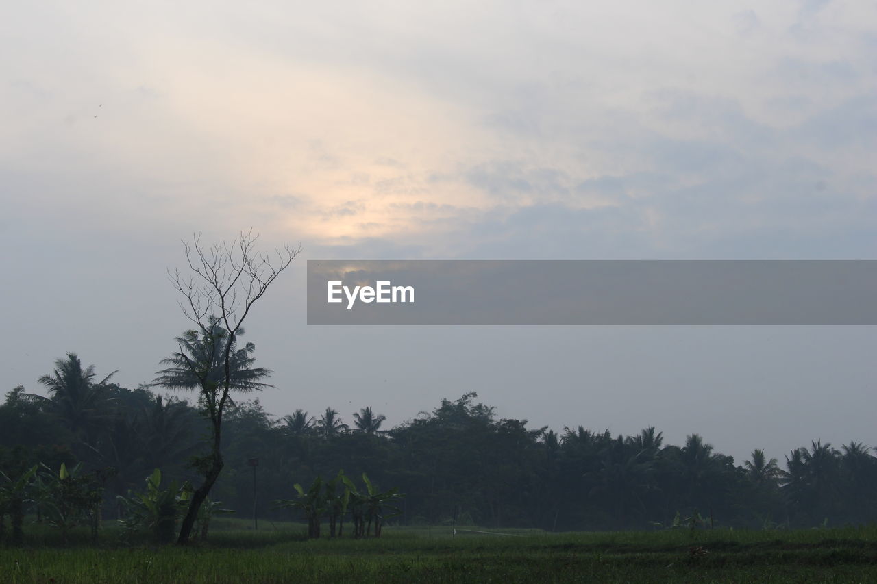 TREES ON FIELD AGAINST SKY AT SUNSET