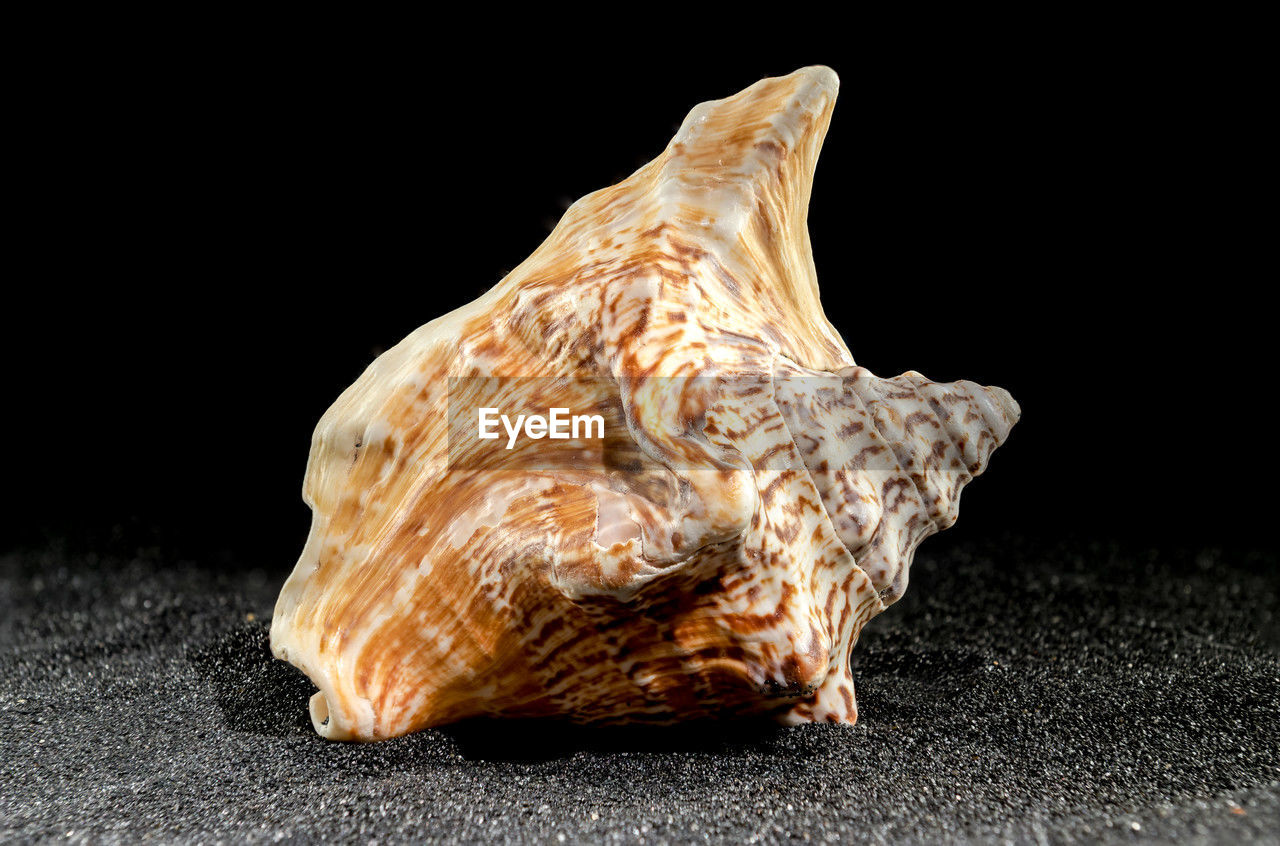 conch, black background, wood, studio shot, single object, no people, close-up, indoors, animal, shell, animal themes, nature, macro photography, animal wildlife