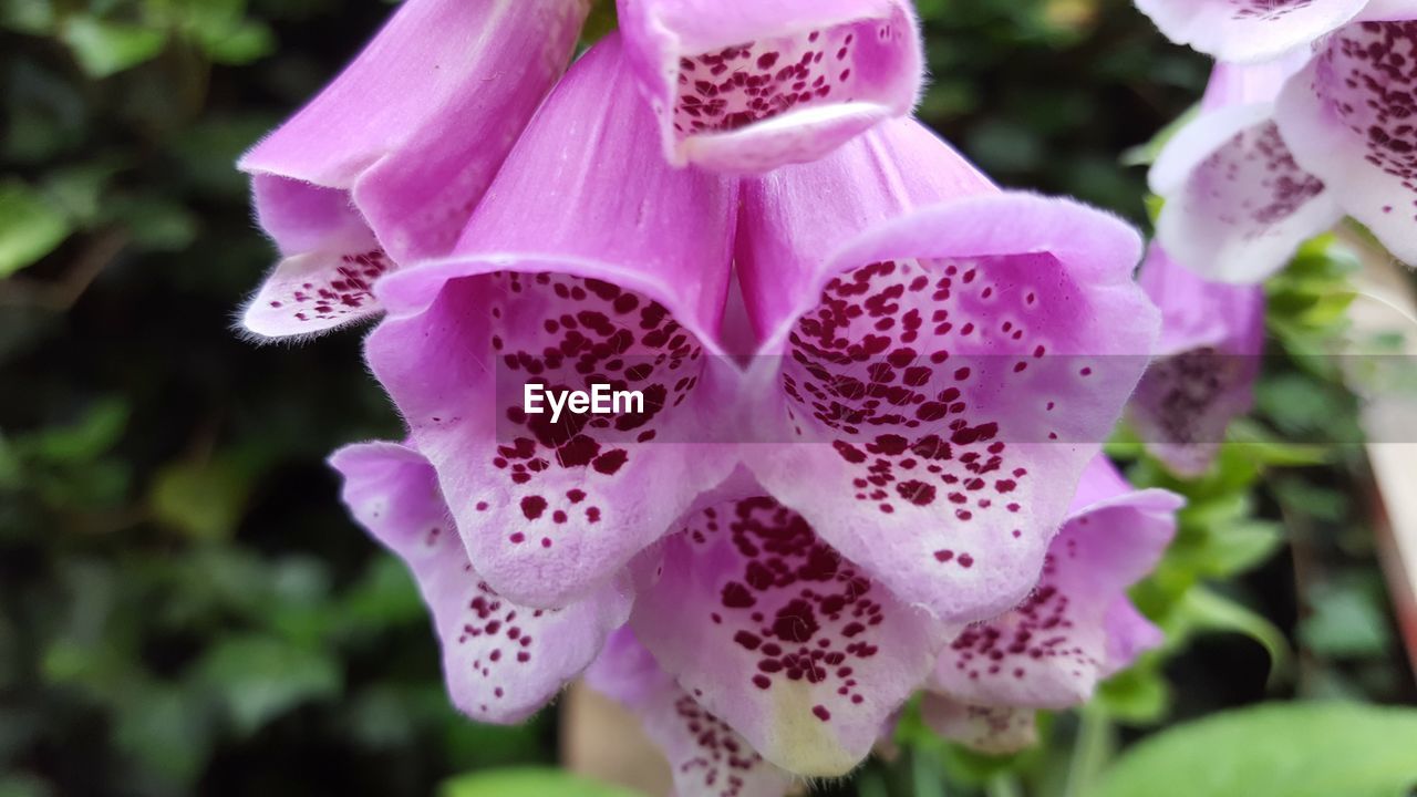 CLOSE-UP OF PINK FLOWER