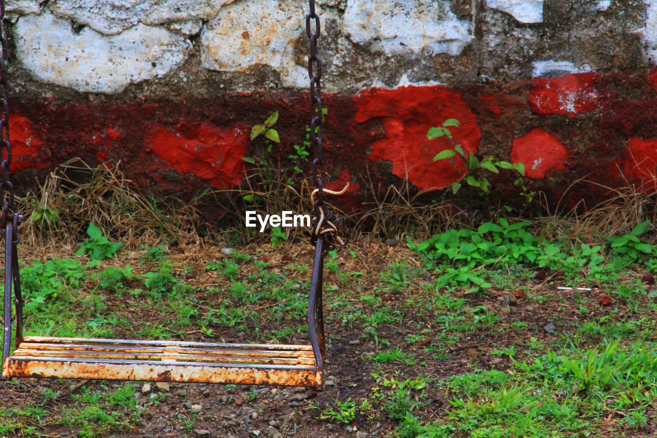 RED IVY GROWING ON PLANT