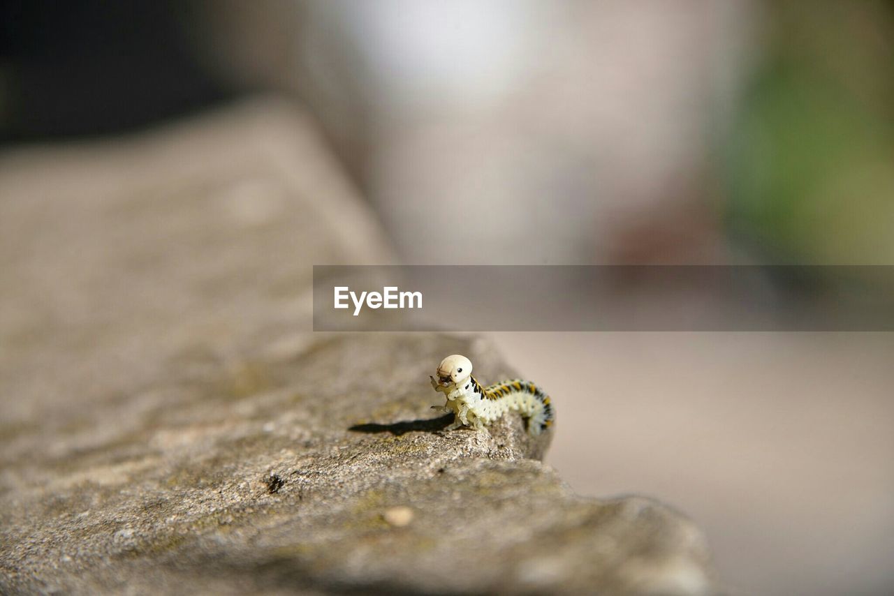 Close-up of caterpillar on rock