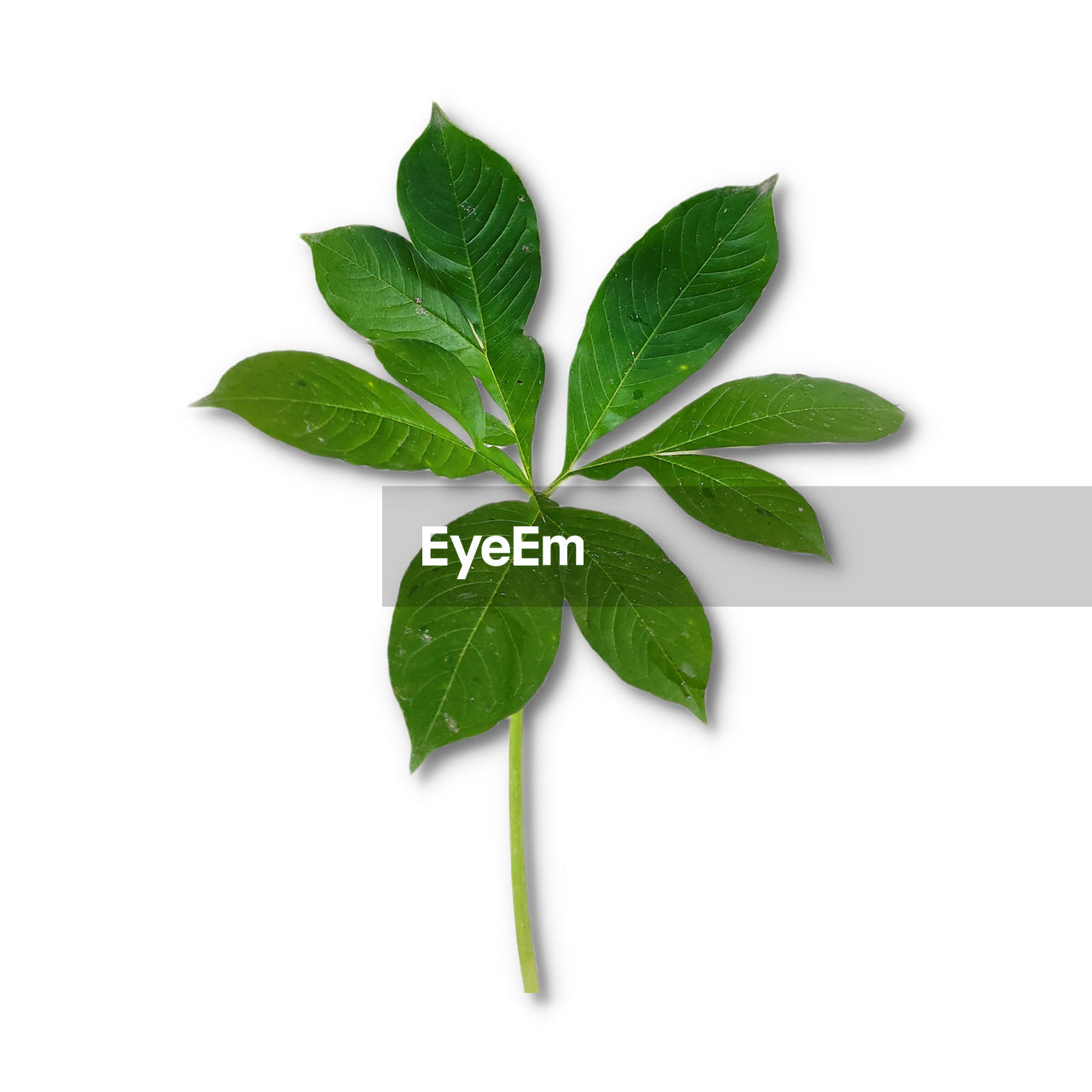 leaf, plant part, green, white background, herb, food and drink, cut out, plant, food, freshness, produce, nature, studio shot, no people, branch, herbal medicine, medicine, indoors, ingredient, flower, close-up, copy space, wellbeing, basil