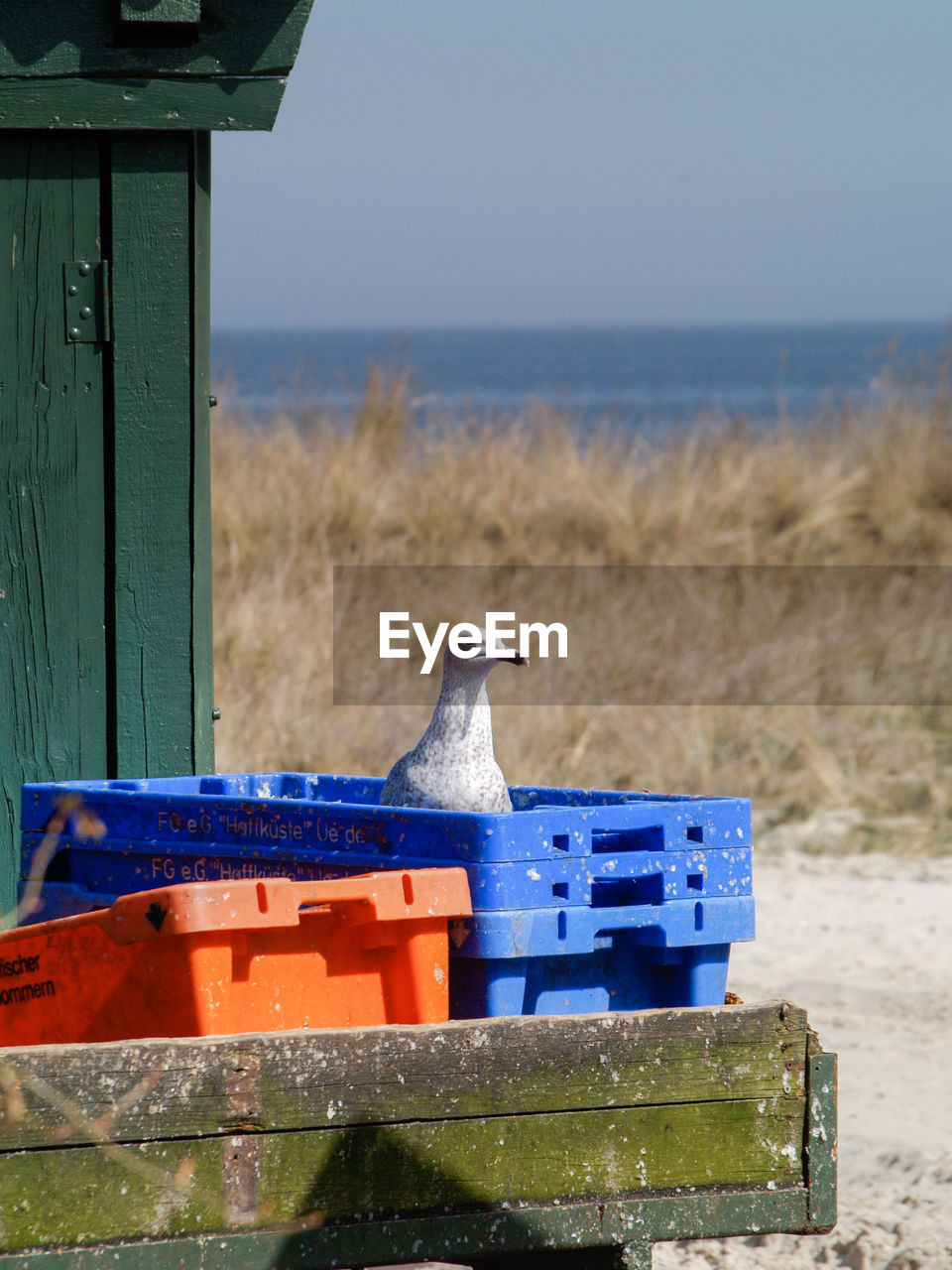 VIEW OF BIRD ON LAND