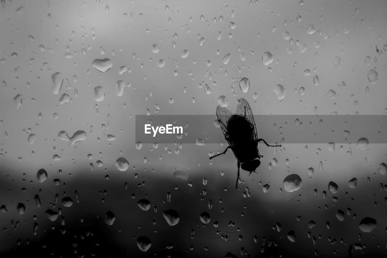 Close-up of fly on wet glass window during rainy season