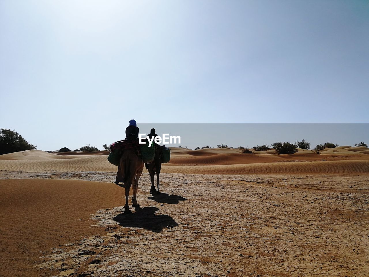 Rear view of people on camel walking in desert