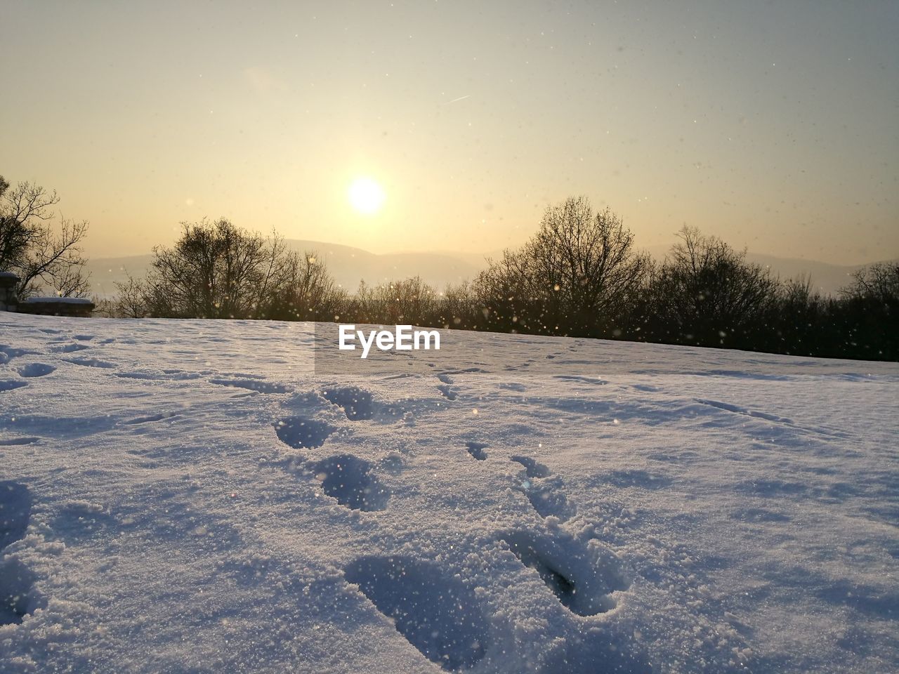 SNOW COVERED TREES AGAINST SKY