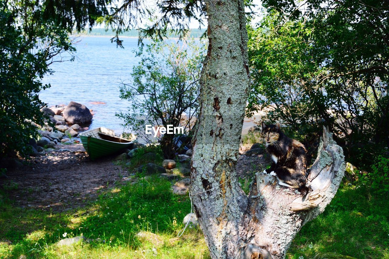 DOG ON TREE BY WATER