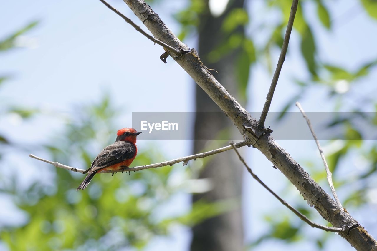 LOW ANGLE VIEW OF A BIRD PERCHING ON BRANCH