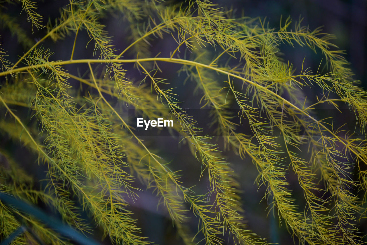 Full frame shot of plants