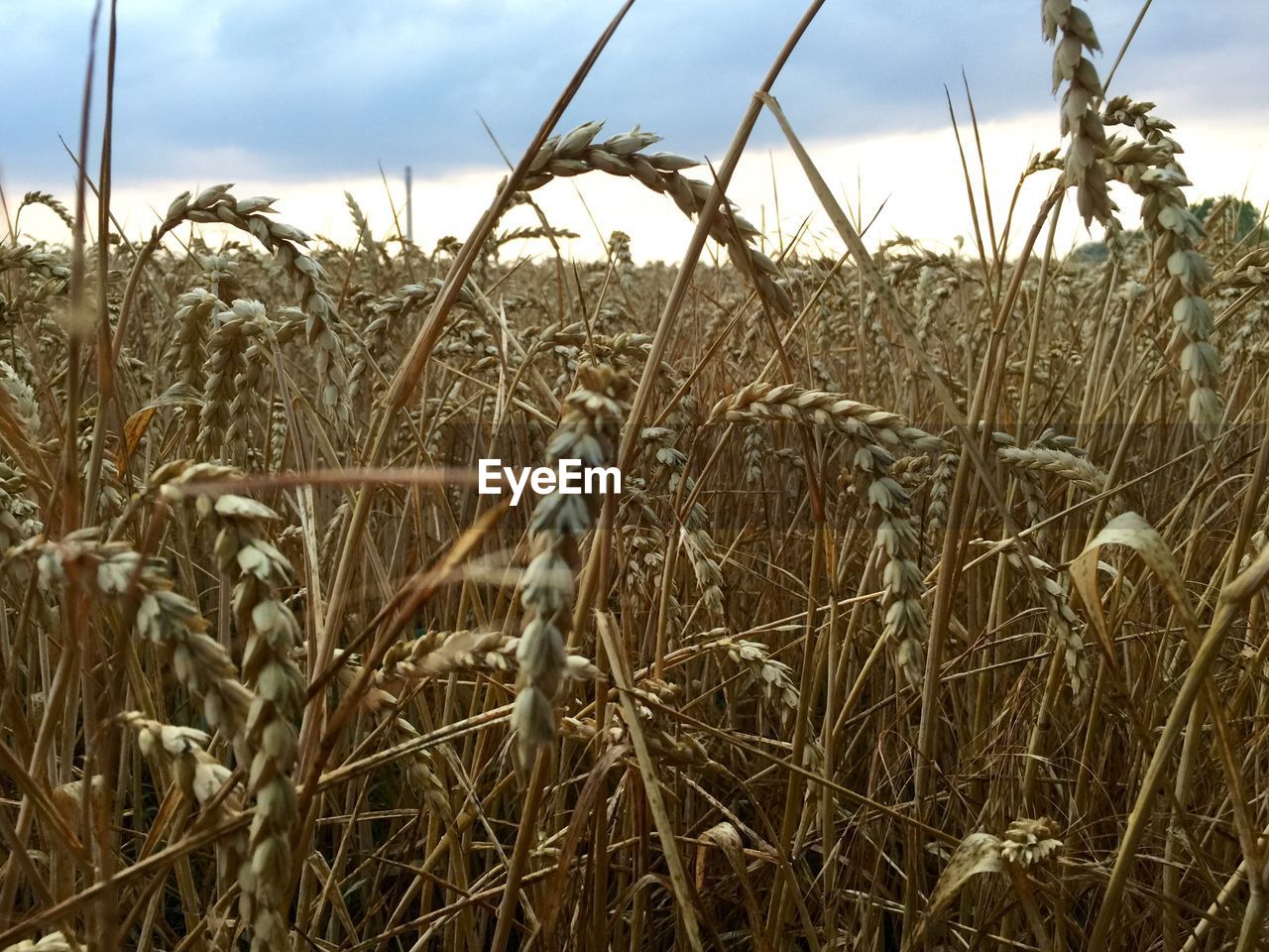 CLOSE-UP OF WHEAT GROWING ON FIELD