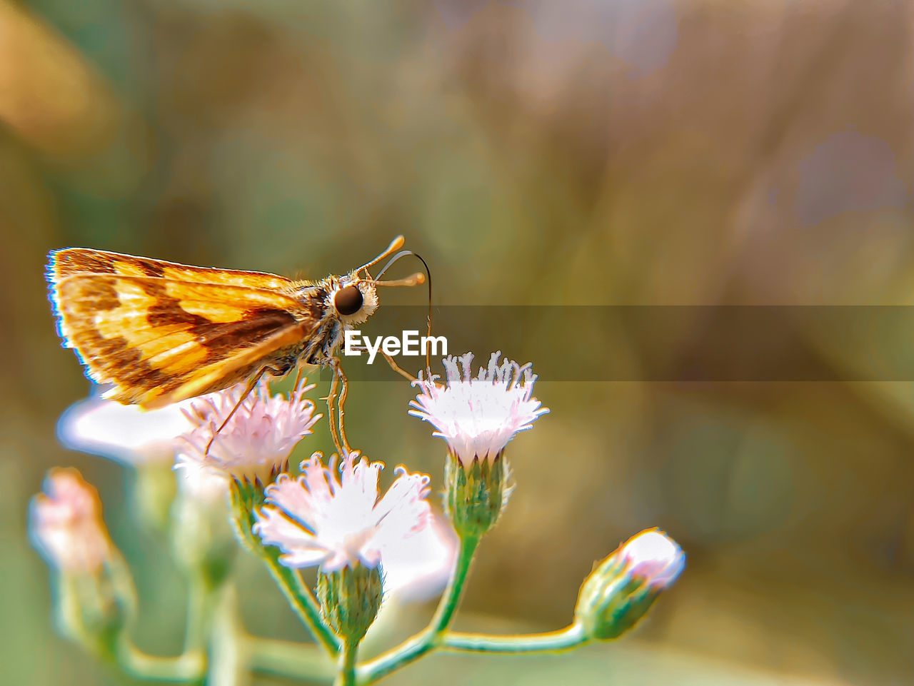 BUTTERFLY POLLINATING FLOWER