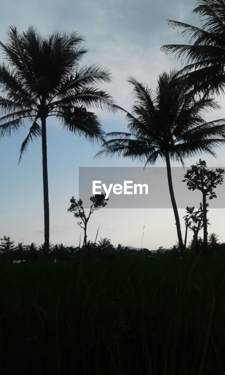 LOW ANGLE VIEW OF PALM TREES AGAINST SKY