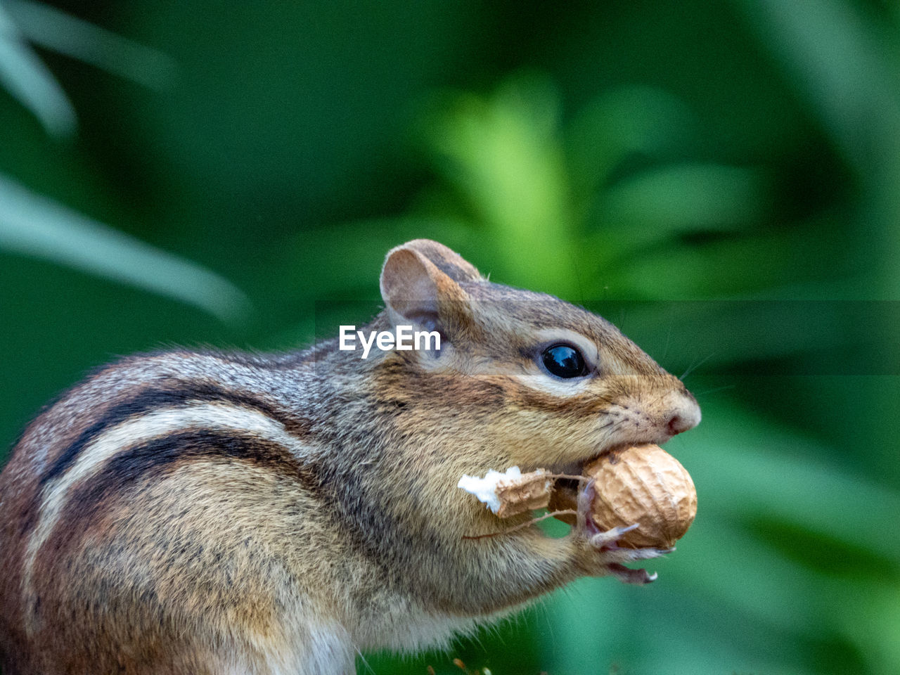 CLOSE-UP OF SQUIRREL ON A HAND HOLDING A A DOG