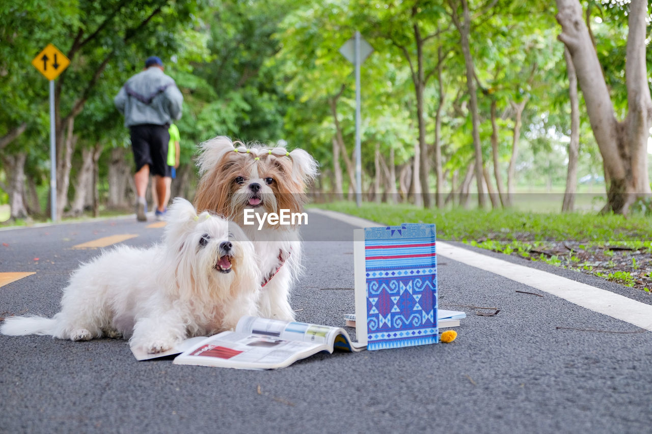 Dogs with books on road