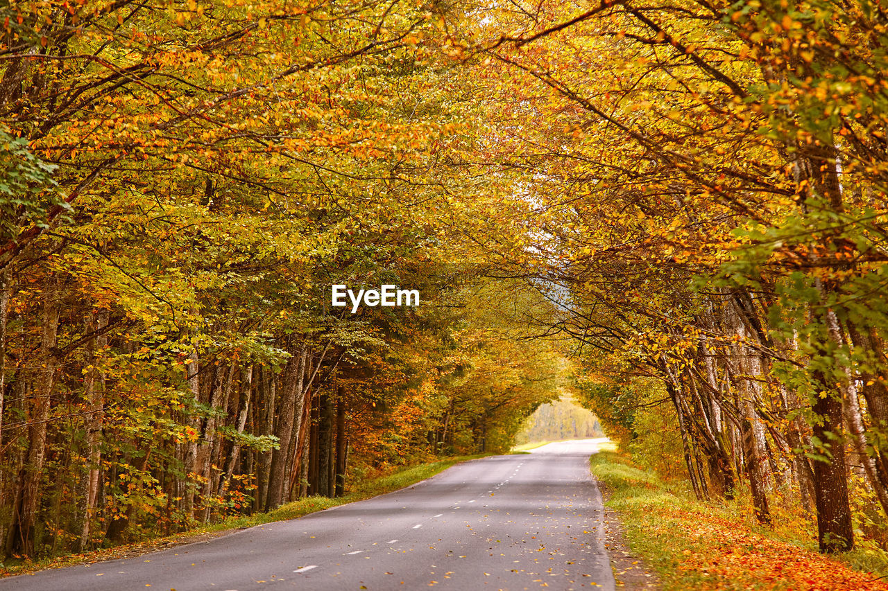 Asphalt road in autumn lane with alder trees tunnel. beautiful nature landscape. fall season