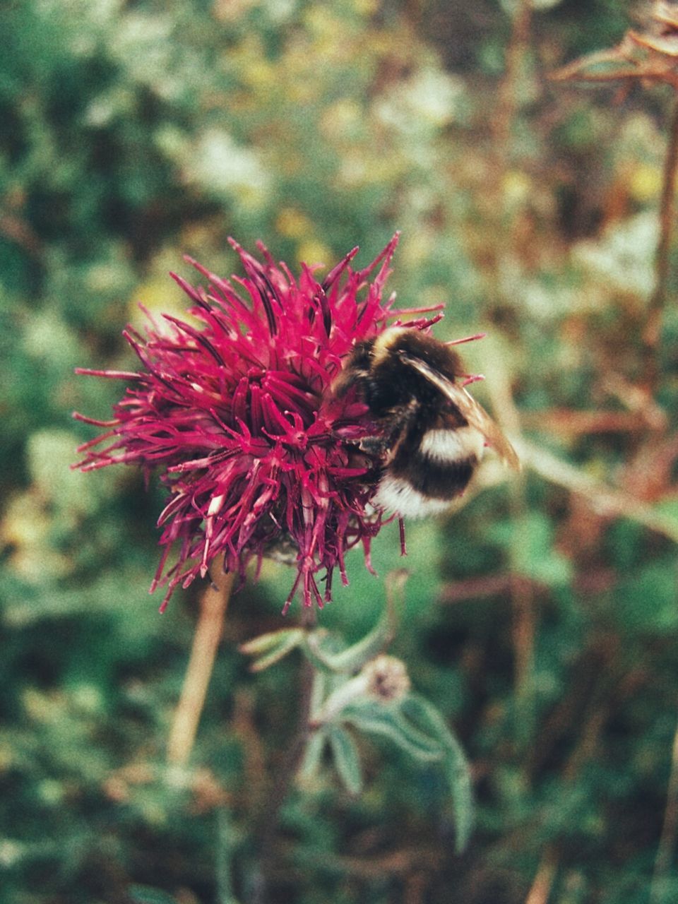 Close-up of bee pollinating on thistle