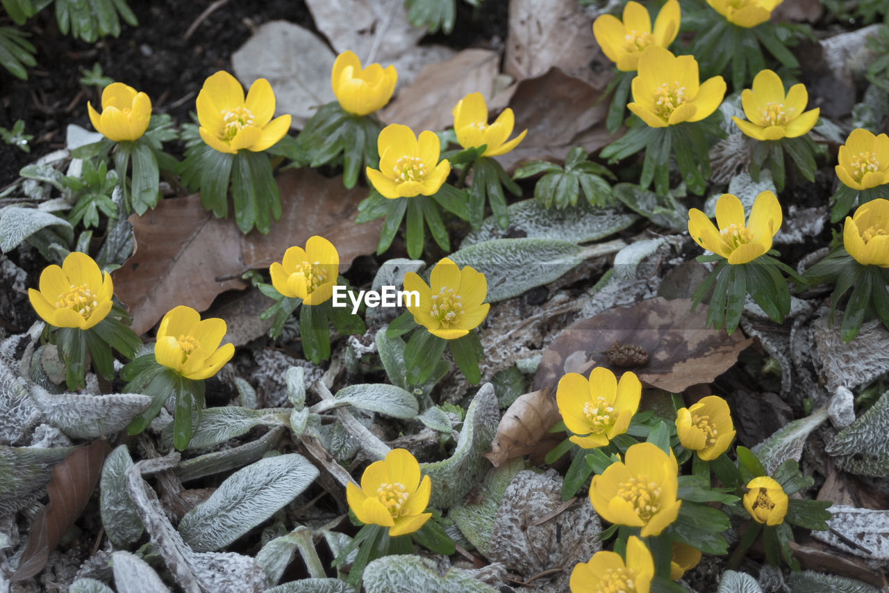 CLOSE-UP OF YELLOW FLOWERS