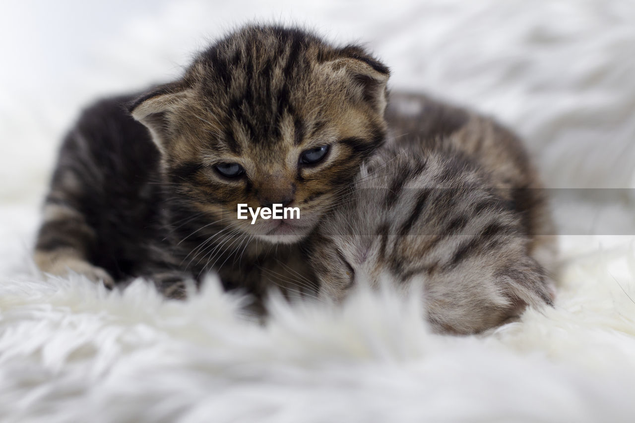 American kitten gray shorthair newborn sleeping on on fur white blanket