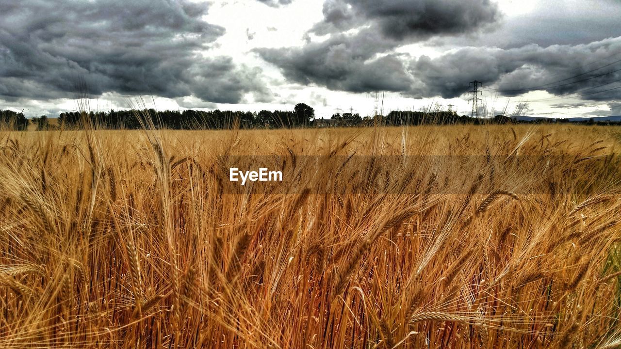 Scenic view of wheat field against sky