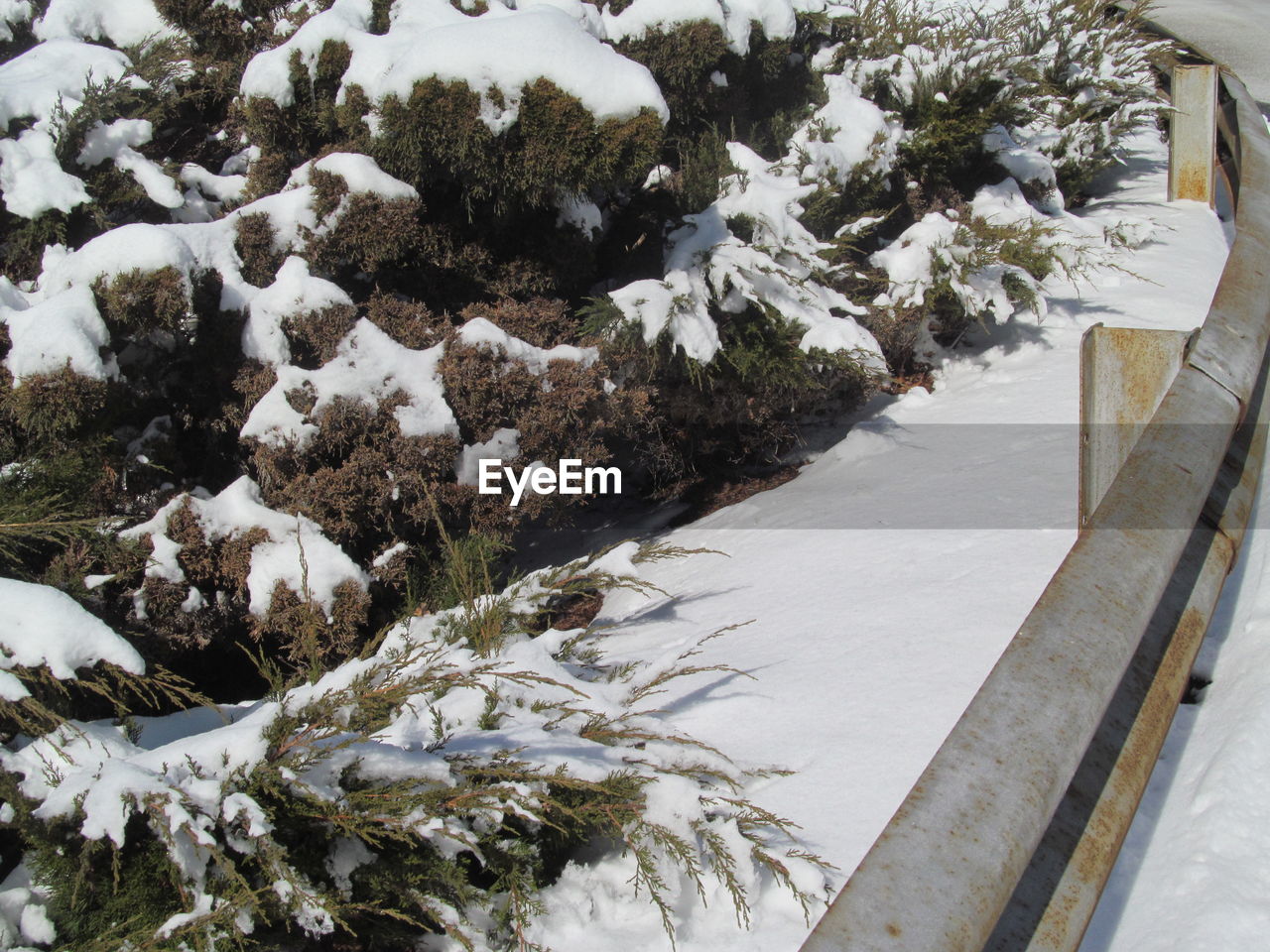 HIGH ANGLE VIEW OF FROZEN PLANTS ON SNOW