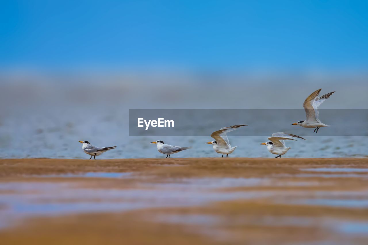 BIRDS ON BEACH