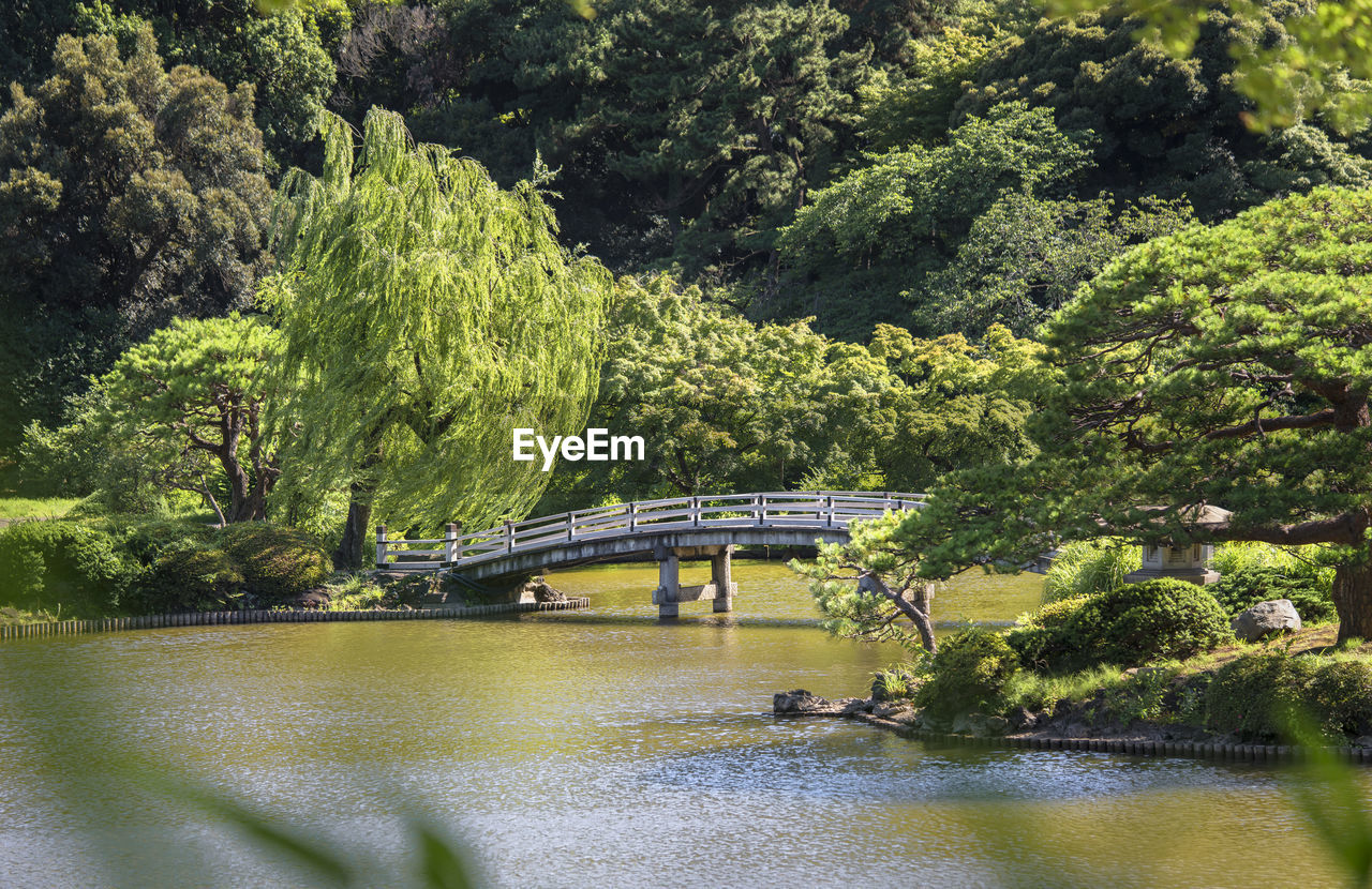 Upper pond's wooden bridge and the forests of the japanese garden of gyoen park in early summer.
