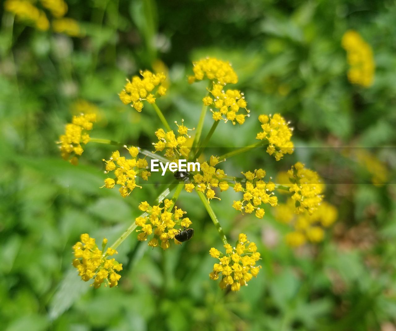 YELLOW FLOWERING PLANTS ON FIELD