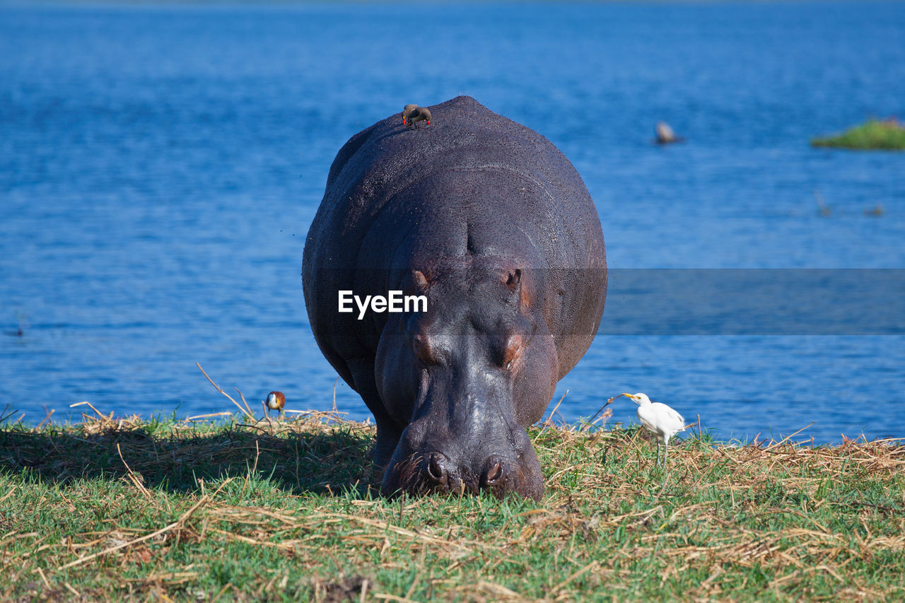 Grazing hippo in front of blue water
