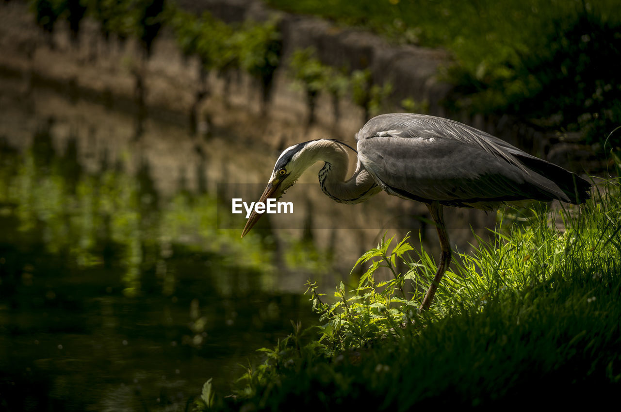 Close-up of gray heron on a land