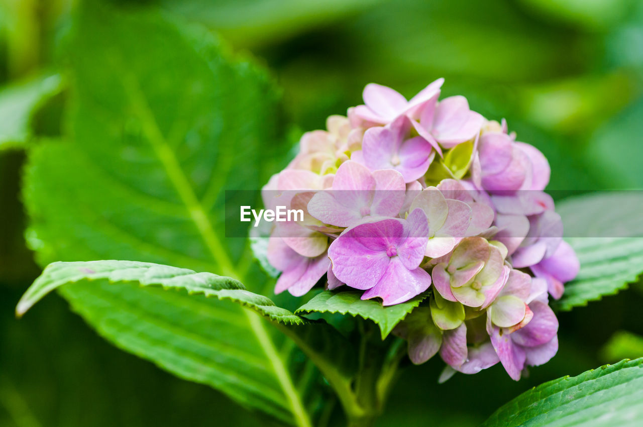 Close-up of pink hydrangeas blooming outdoors