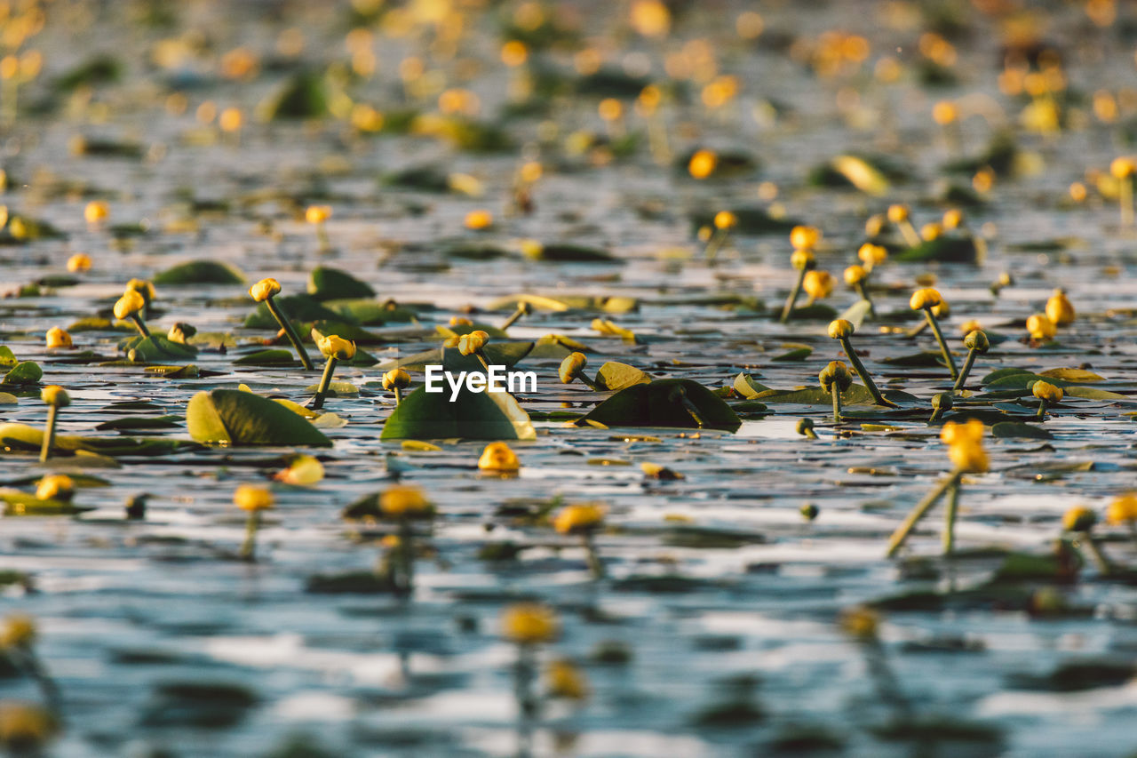 Close-up of waterlillies in lake