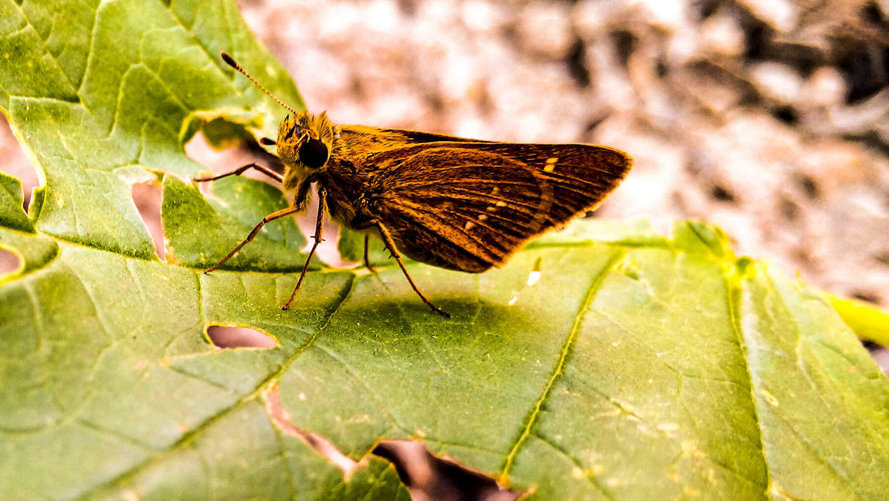 CLOSE-UP OF INSECT ON LEAF