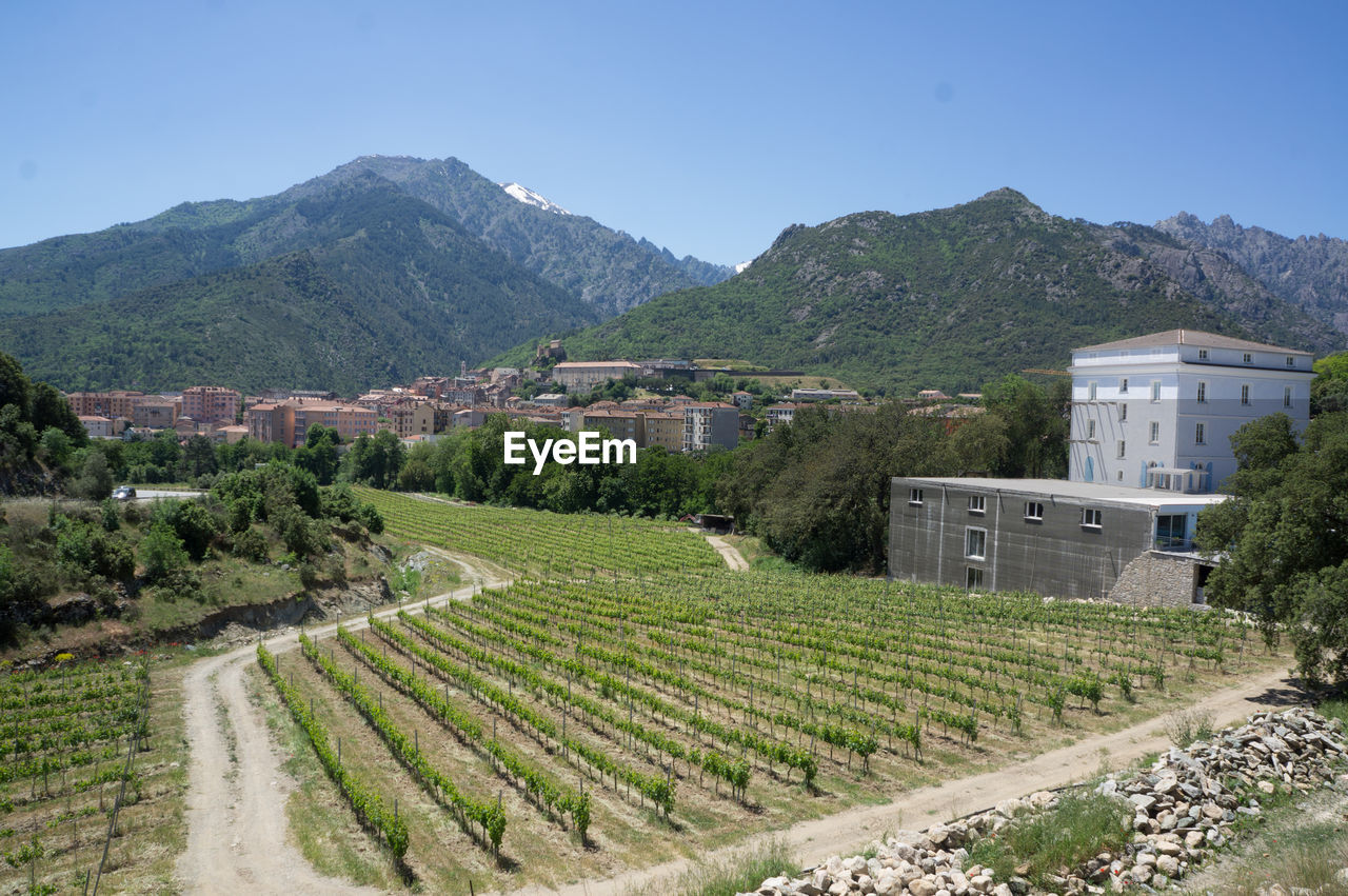 Scenic view of vineyard against clear sky